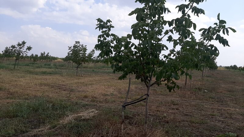 Bucesti, Ivesti, judetul Galati, Romania