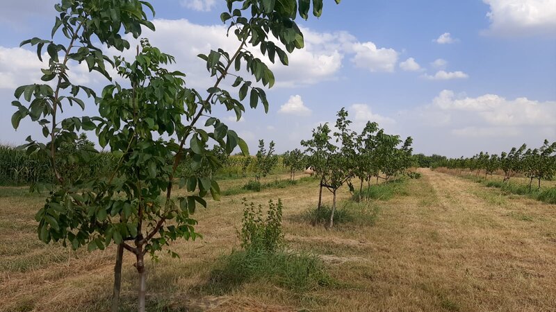 Bucesti, Ivesti, judetul Galati, Romania