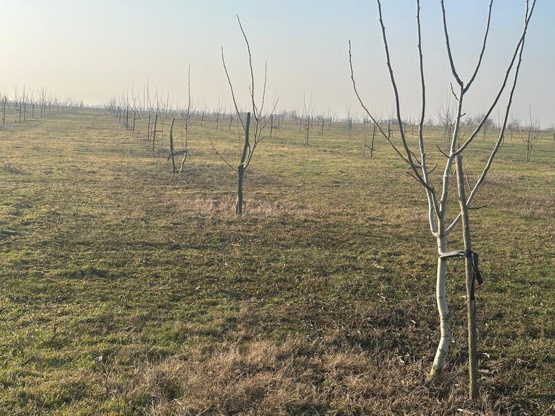 Bucesti, Ivesti, judetul Galati, Romania